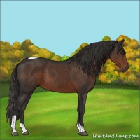 Horse Color:Liver Chestnut Tobiano 
