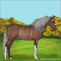 Horse Color:Silver Brown Rabicano 