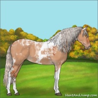 Horse Color:Silver Bay Dun Tobiano 