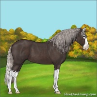 Horse Color:Silver Brown Roan Splash 
