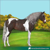 Horse Color:Silver Brown Tobiano Rabicano
