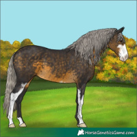 Horse Color:Silver Buckskin Sabino 