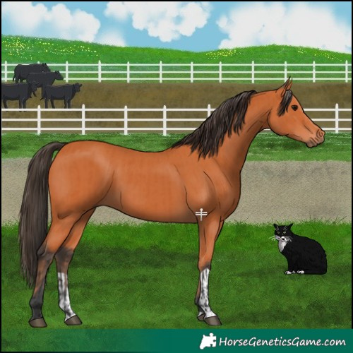 Horse Color:Bay  and Bay 