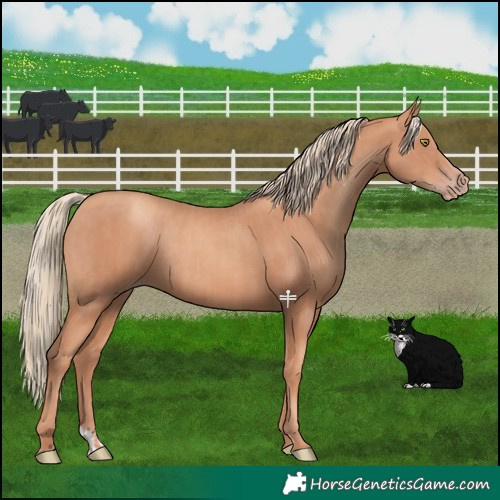 Horse Color:Gold Champagne  and Gold Champagne 