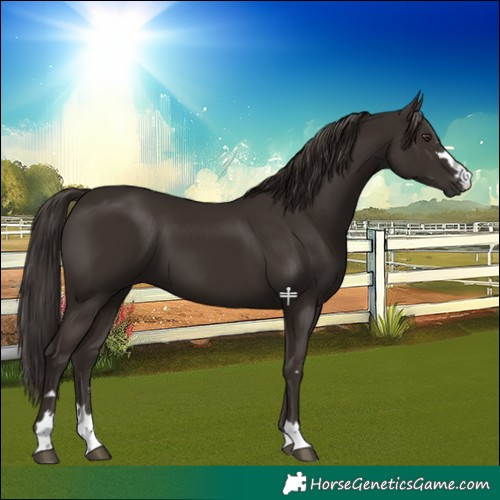 Horse Color:Liver Chestnut