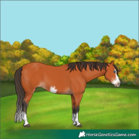 Horse Color:Bay Splash Frame 