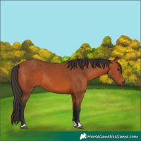 Horse Color:Bay 