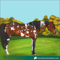 Horse Color:White Spotted Bay 