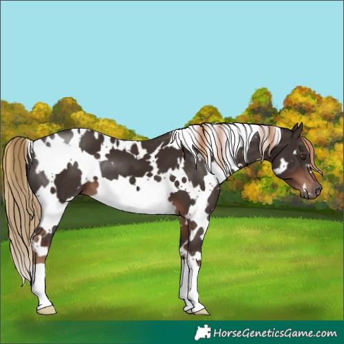 Horse Color:White Spotted Liver Chestnut 