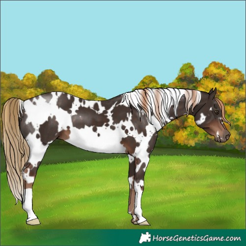 Horse Color:White Spotted Liver Chestnut 