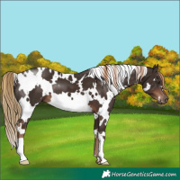Horse Color:White Spotted Liver Chestnut