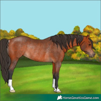 Horse Color:Bay Rabicano