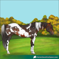 Horse Color:White Spotted Bay 