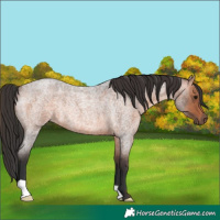 Horse Color:Brown Roan Rabicano 