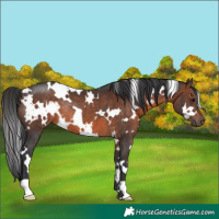 Horse Color:White Spotted Brown Rabicano 