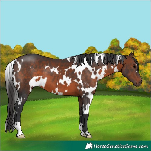 Horse Color:White Spotted Brown 