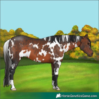 Horse Color:White Spotted Brown 