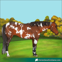 Horse Color:White Spotted Brown Rabicano 