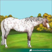 Horse Color:Silver Bay Roan Near Leopard