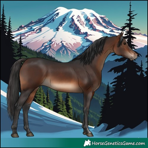 Horse Color:Brown Sabino Rabicano 