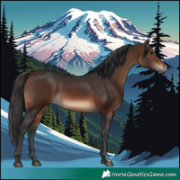 Horse Color:Brown Sabino Rabicano