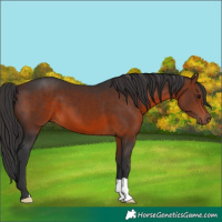 Horse Color:Brown 