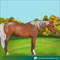 Horse Color:Silver Bay Rabicano