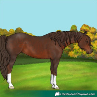 Horse Color:Liver Chestnut 