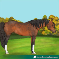 Horse Color:Bay 