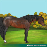 Horse Color:Brown 