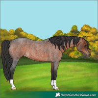 Horse Color:Brown Roan 