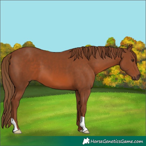 Horse Color:Chestnut 