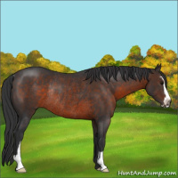 Horse Color:Brown Sabino Rabicano