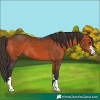 Horse Color:Bay 