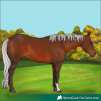 Horse Color:Silver Brown 