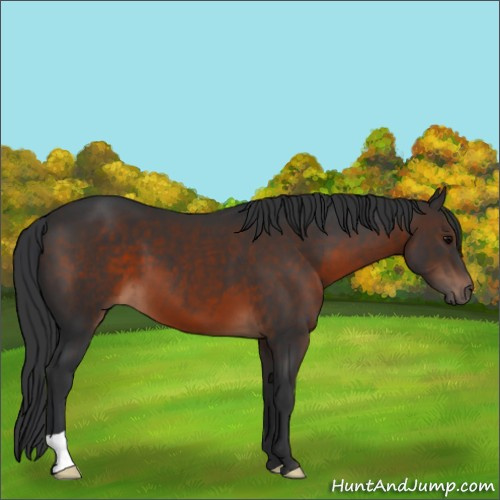 Horse Color:Brown 