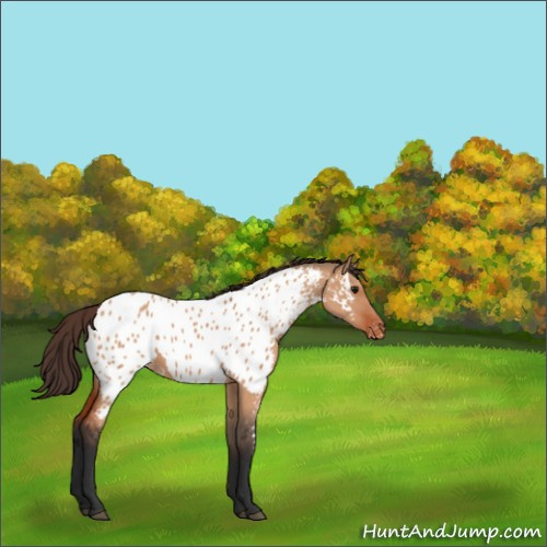 Horse Color:Bay Dun Appaloosa 