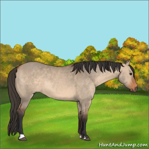 Horse Color:Bay Dun 