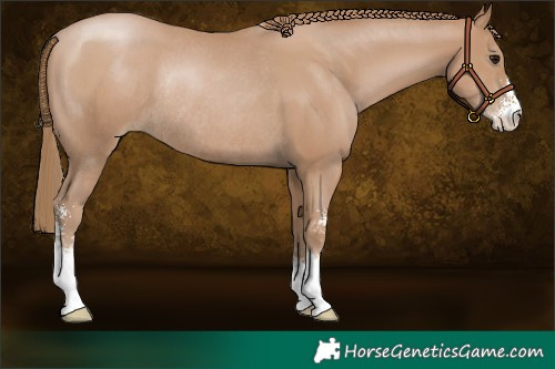 Horse Color:Black Pearl Sabino Rabicano 