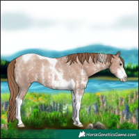 Horse Color:Black Pearl Sabino Tobiano Rabicano