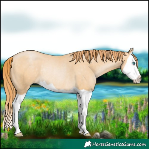 Horse Color:Buckskin Pearl Splash Rabicano
