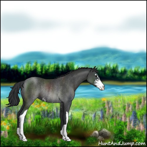 Horse Color:Black Sabino Rabicano