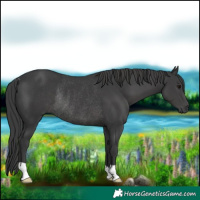 Horse Color:Black Rabicano 