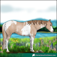 Horse Color:Black Pearl Sabino Tobiano Rabicano 