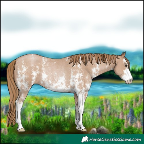 Horse Color:Black Pearl Sabino Rabicano