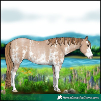 Horse Color:Black Pearl Sabino Rabicano