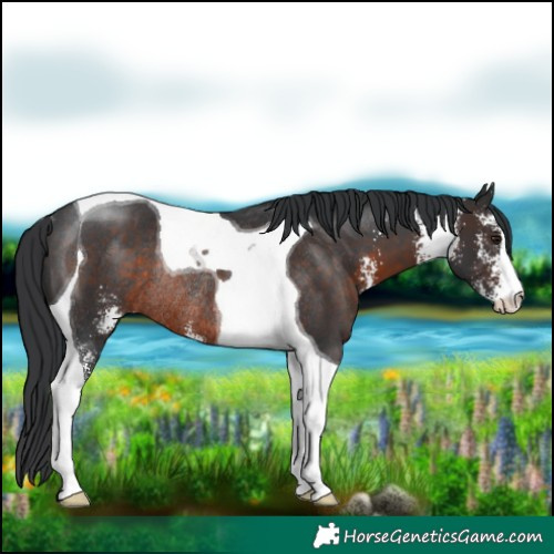Horse Color:Brown Sabino Tobiano Rabicano