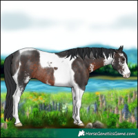 Horse Color:Brown Sabino Tobiano Rabicano