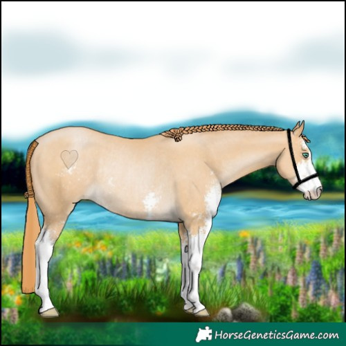 Horse Color:Smoky Black Pearl Sabino Rabicano 