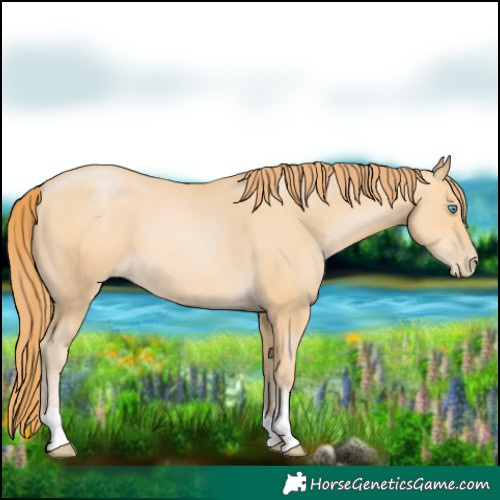 Horse Color:Buckskin Pearl 